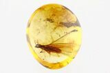 Detailed Fossil Winged Termite (Isoptera) In Baltic Amber #275509-1